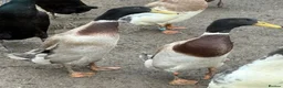 Ducks poultry for sale: 2 drake indian runners - Advert 2