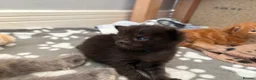 Maine Coon cats for sale: Gorgeous Maine Coon Kittens  - Advert 20