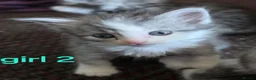 Mixed Breed cats for sale: Beautiful 8-Week-Old Kittens  in Wellingborough - Advert 2