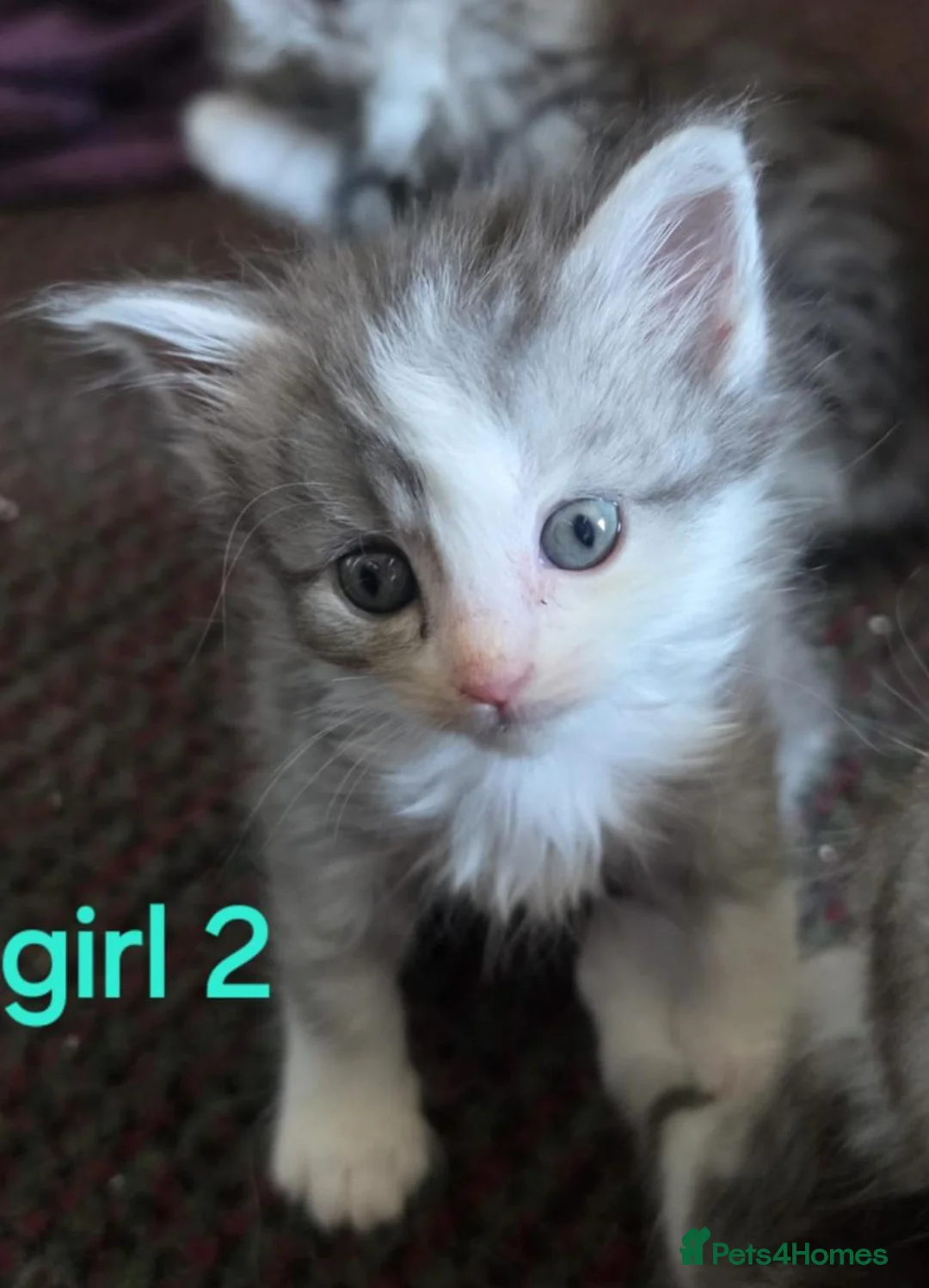 Mixed Breed cats for sale: Beautiful 8-Week-Old Kittens  in Wellingborough - Advert 2