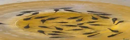 Plecos fish for sale: Bristlenose Plecos in Thetford - Advert 1