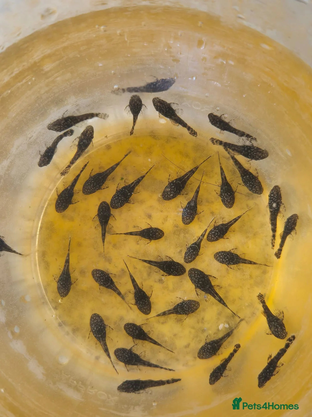 Plecos fish for sale: Bristlenose Plecos in Thetford - Advert 1