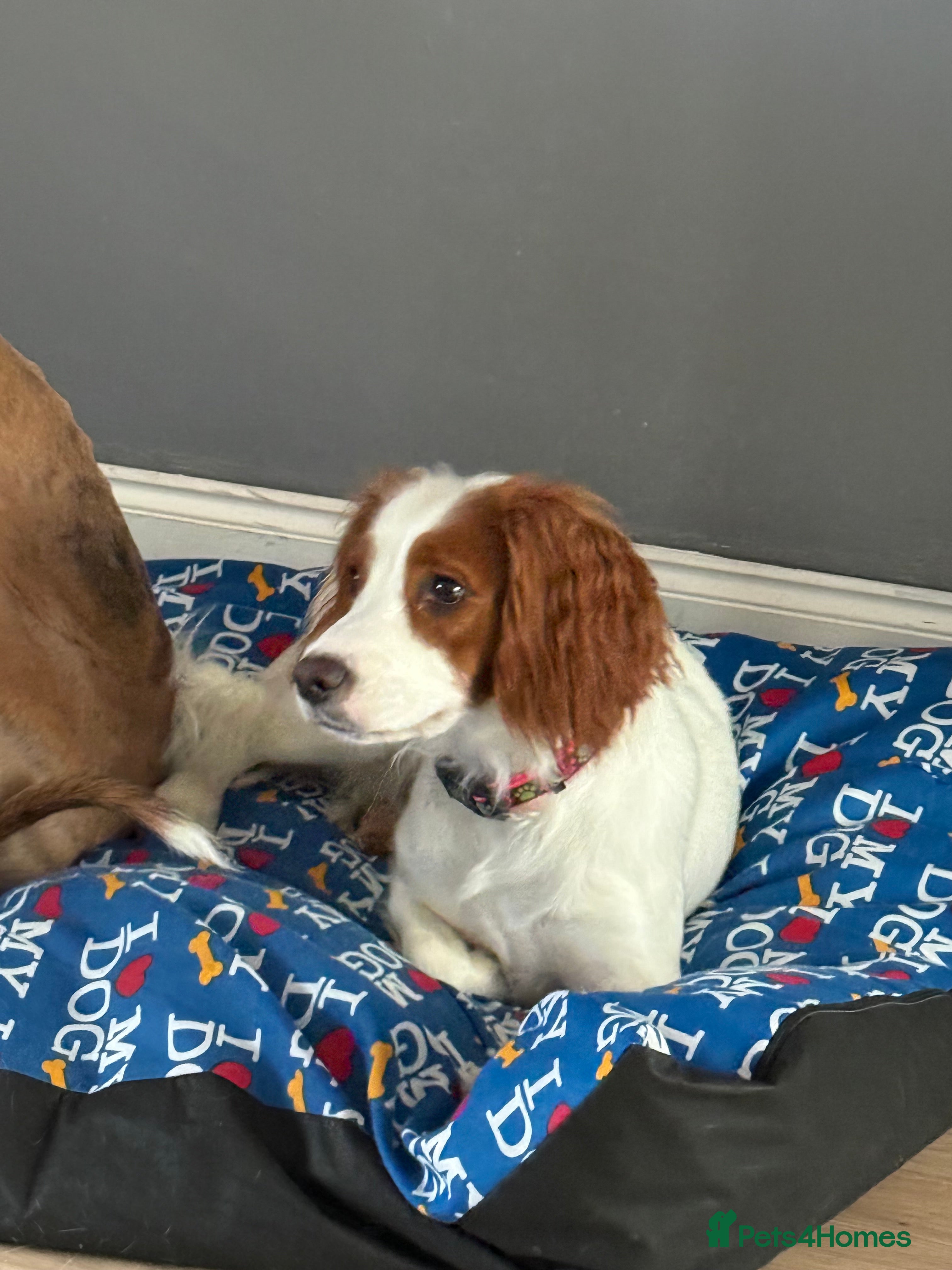 Cocker Spaniel dogs 1 year old Female cocker spaniel  - Advert 16