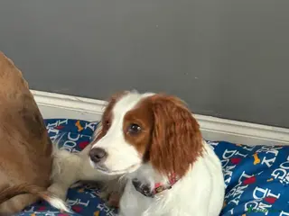 Cocker Spaniel dogs 1 year old Female cocker spaniel - Advert 16