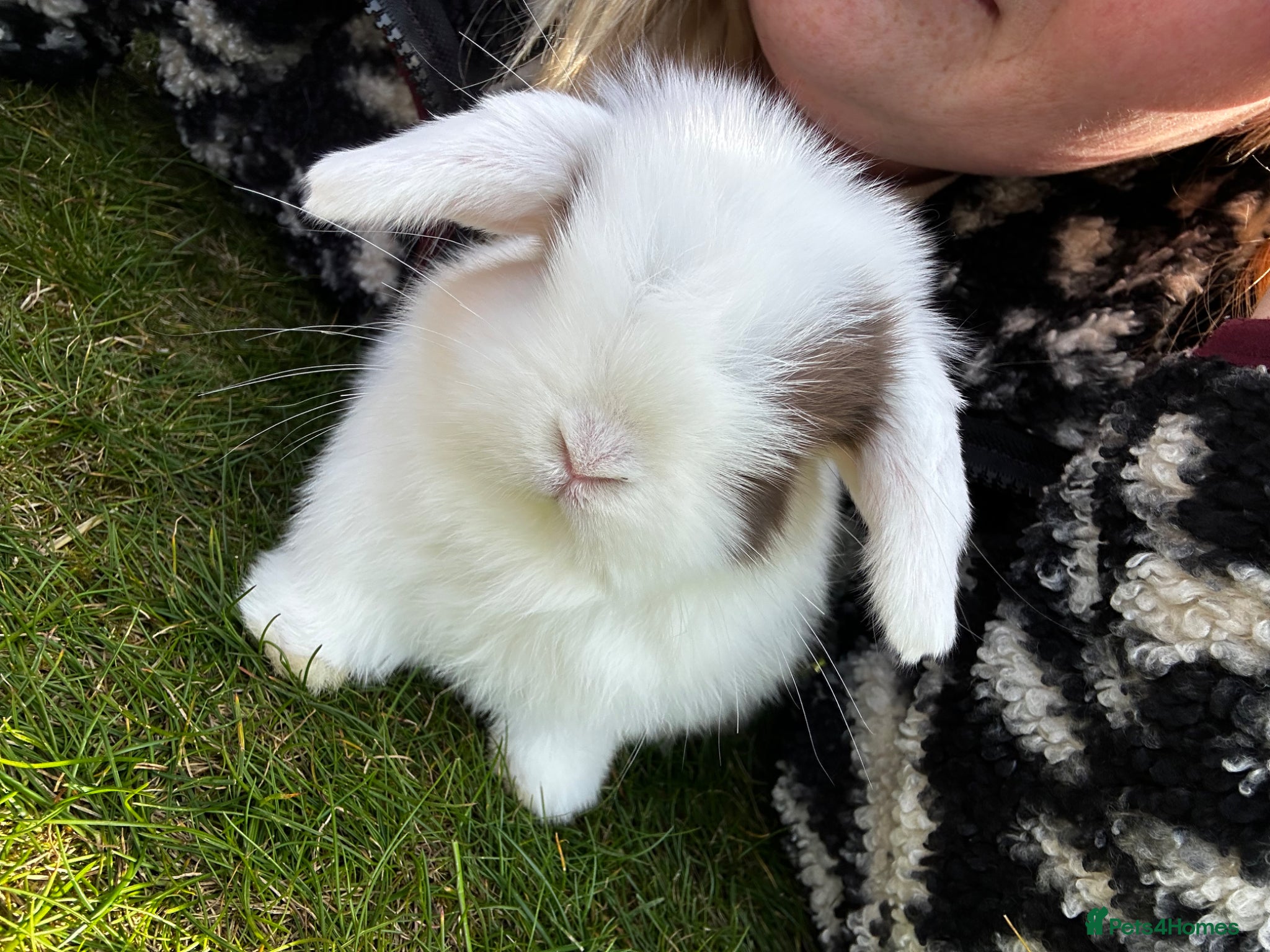 Mini Lop rabbits Mini Lop Babies – Raised with Love 💕 - Advert 1