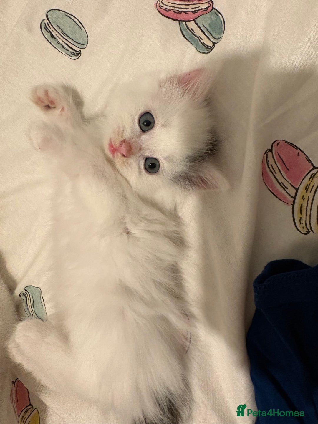 Mixed Breed cats for sale: Adorable fluffy kittens  - Advert 9