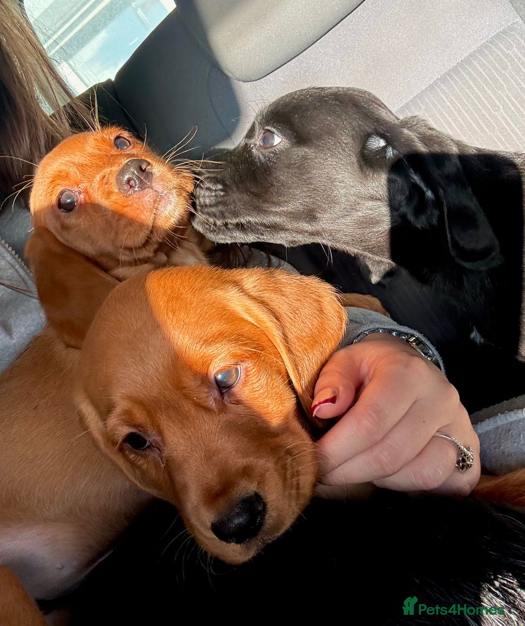 Cockerdor dogs for sale: Beautiful Cockerdor Puppies for Sale 🩷🩵 9 WEEKS - Advert 1