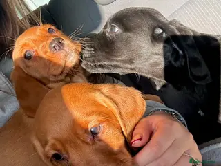 Cockerdor dogs Beautiful Cockerdor Puppies for Sale 🩷🩵 10 WEEKS - Advert 8