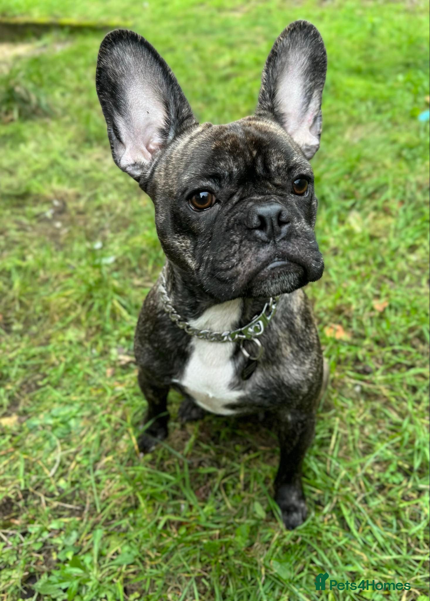 French Bulldog dogs Brindle French bulldog  - Advert 1