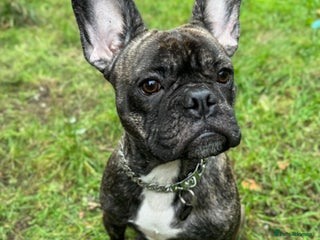 French Bulldog dogs Brindle French bulldog - Advert 1