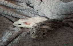 Guinea Pig rodents for sale: Pair of female babies ready now - Advert 2