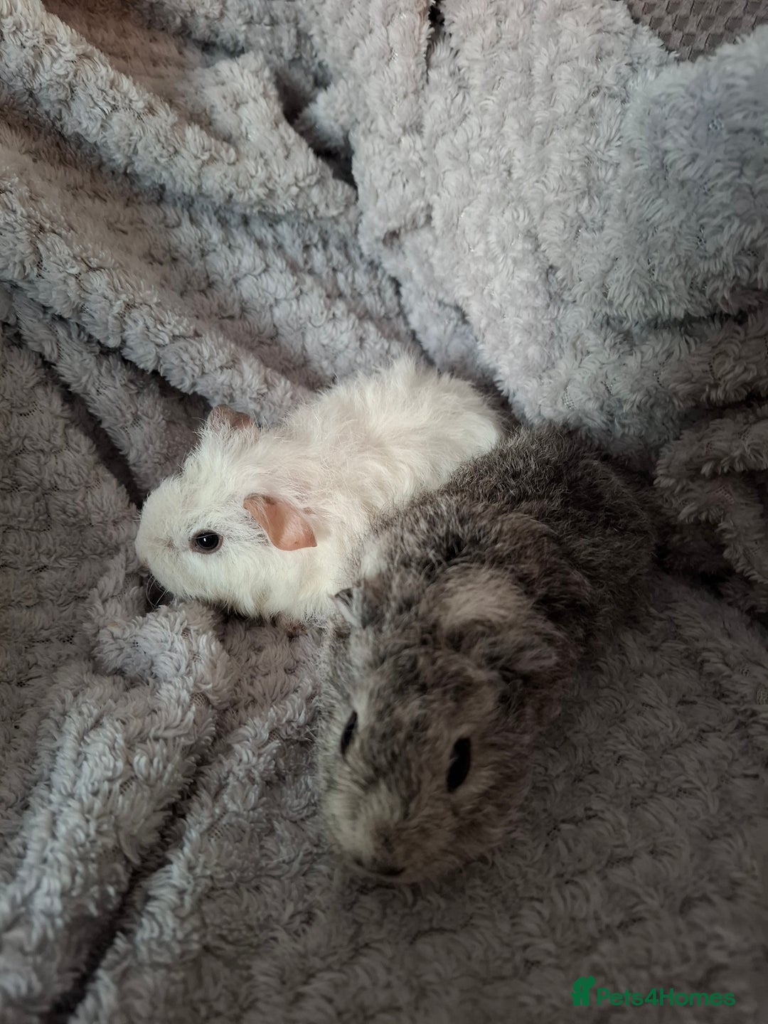 Guinea Pig rodents for sale: Pair of female babies ready now - Advert 2