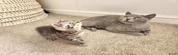 British Shorthair cats for sale: Pedigree Blue British Shorthair girl - Advert 4