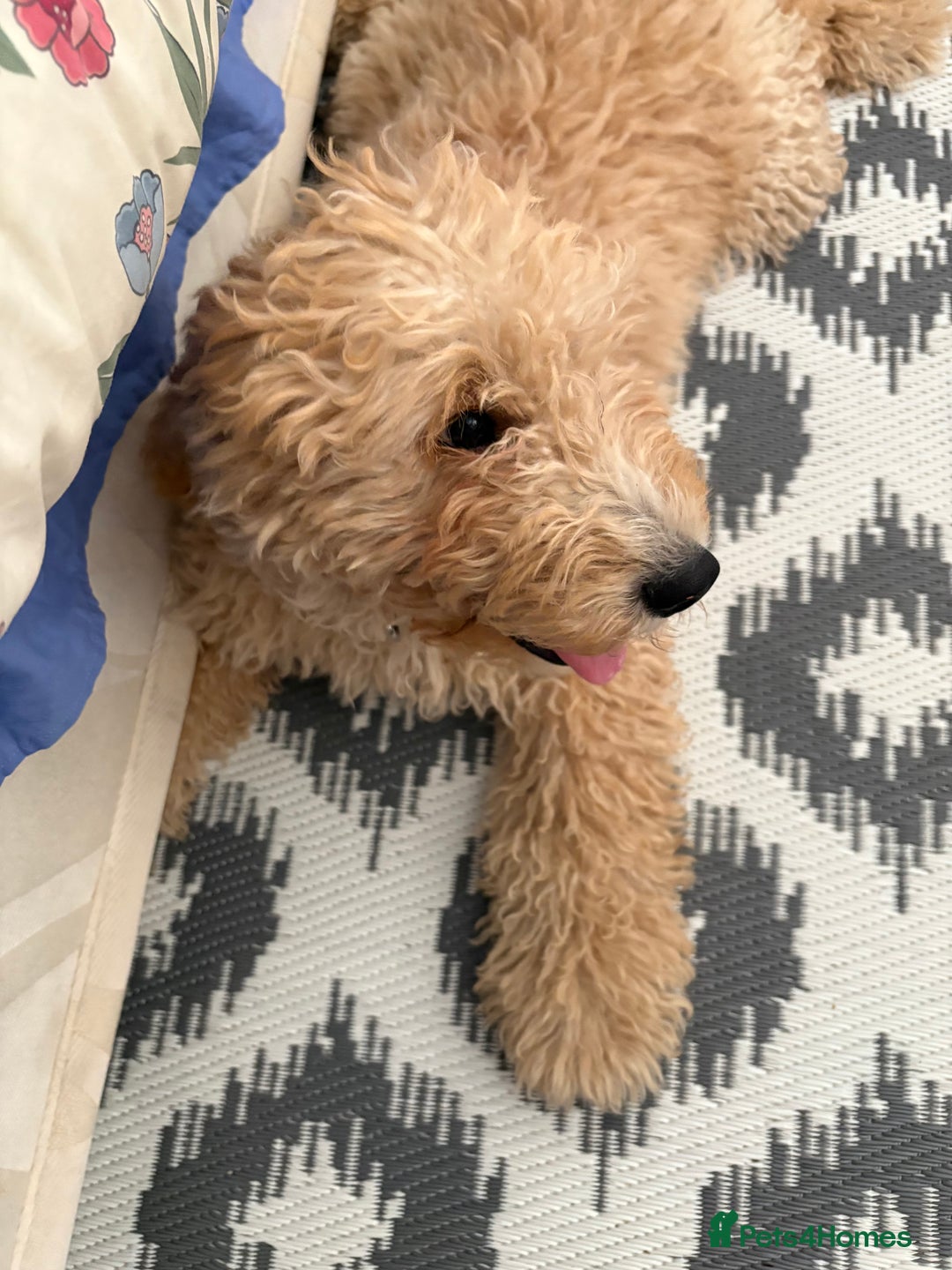 Mixed Breed dogs for sale: Cavapoo - Image 11