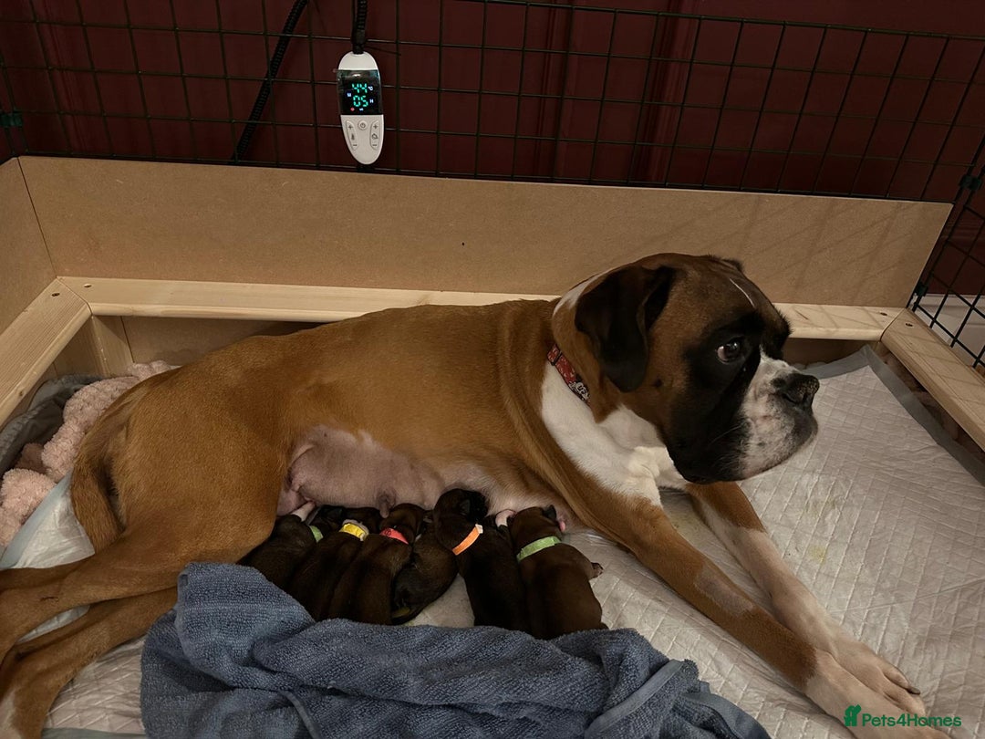 Mixed Breed dogs for sale: Boxador puppies - Advert 3