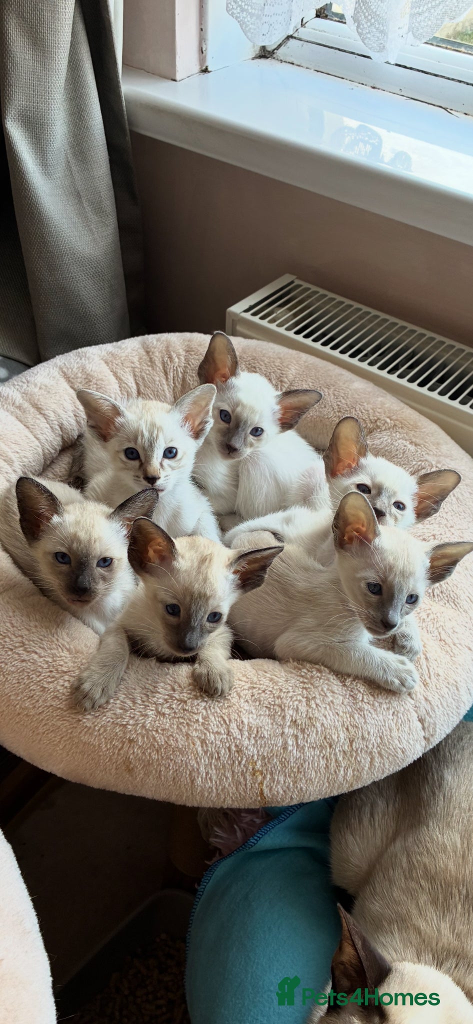 Siamese cats Beautiful adoring Siamese babies - Advert 6