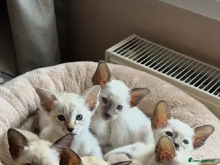 Siamese cats Beautiful adoring Siamese babies - Advert 6