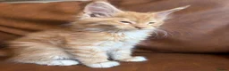 Maine Coon cats for sale: Gorgeous ChampionRussian line XL Mainecoon kittens - Advert 20
