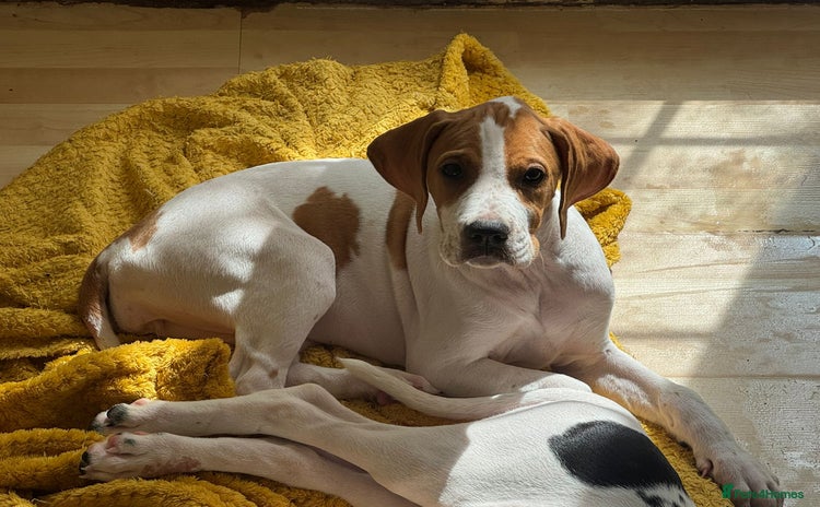 Pointer dogs - Advert 1