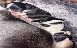 Chihuahua dogs for sale: Ready to leave female chihuahua BOTH vaccines done - Image 6