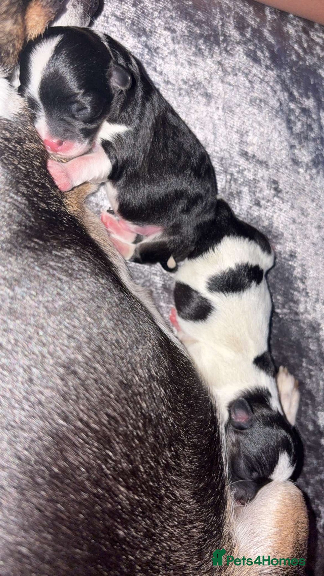 Chihuahua dogs for sale: Ready to leave female chihuahua BOTH vaccines done - Image 6