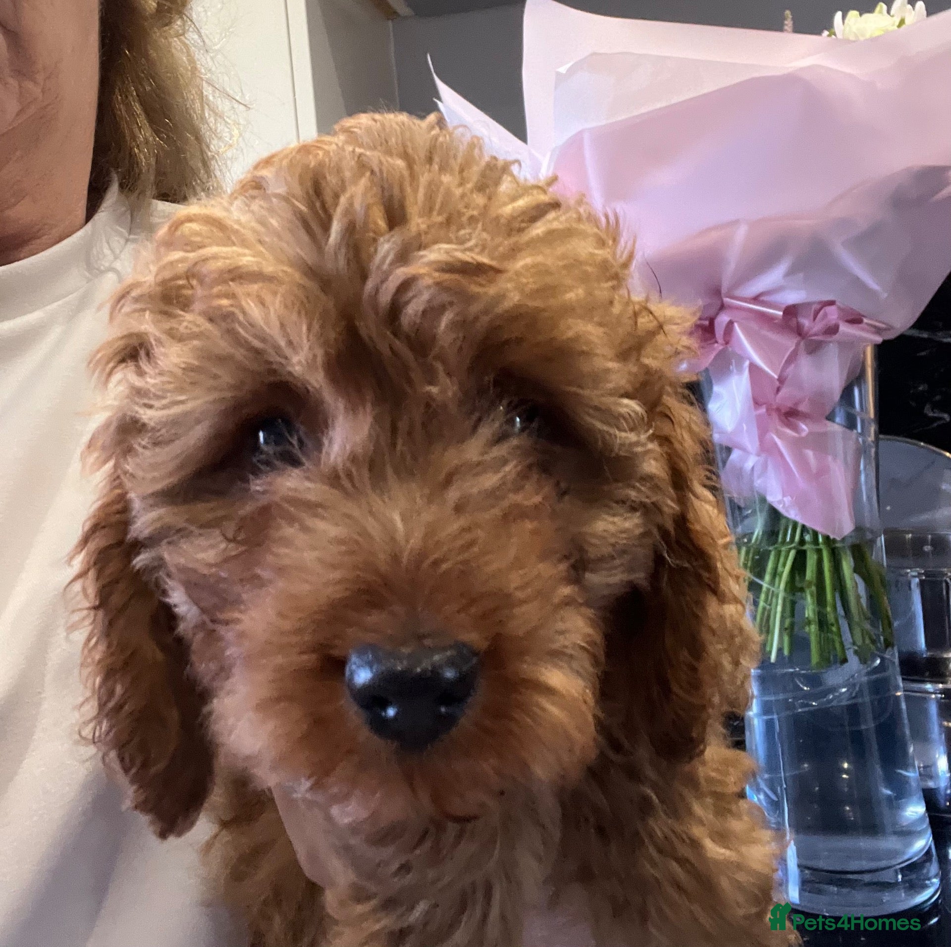 Cavapoo dogs Adorable F1 health clear cavapoo puppies - Advert 13