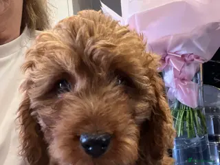 Cavapoo dogs Adorable F1 health clear cavapoo puppies - Advert 13