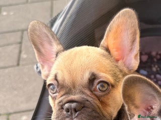 French Bulldog dogs Last Beautiful French bulldog puppy ready now! - Advert 3