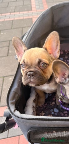 French Bulldog dogs Last Beautiful French bulldog puppy ready now! - Advert 1