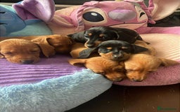 Miniature Dachshund dogs for sale: Miniture daschund puppies  - Image 1
