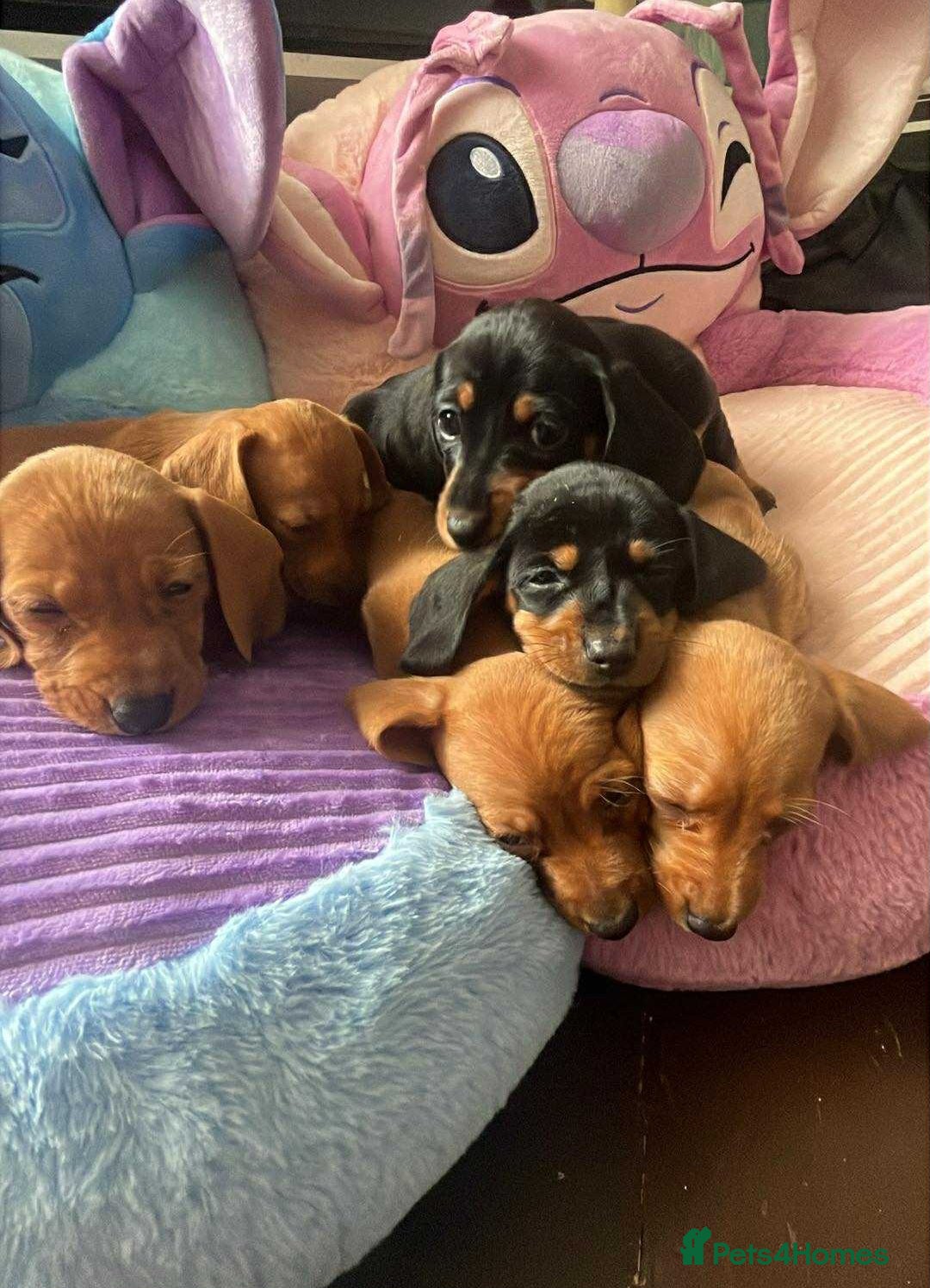 Miniature Dachshund dogs for sale: Miniture daschund puppies  - Image 1