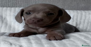 Miniature Dachshund dogs - Advert 15