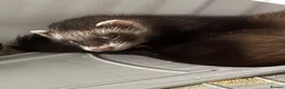 Ferret rodents for sale: Ferrets & cage - Advert 4