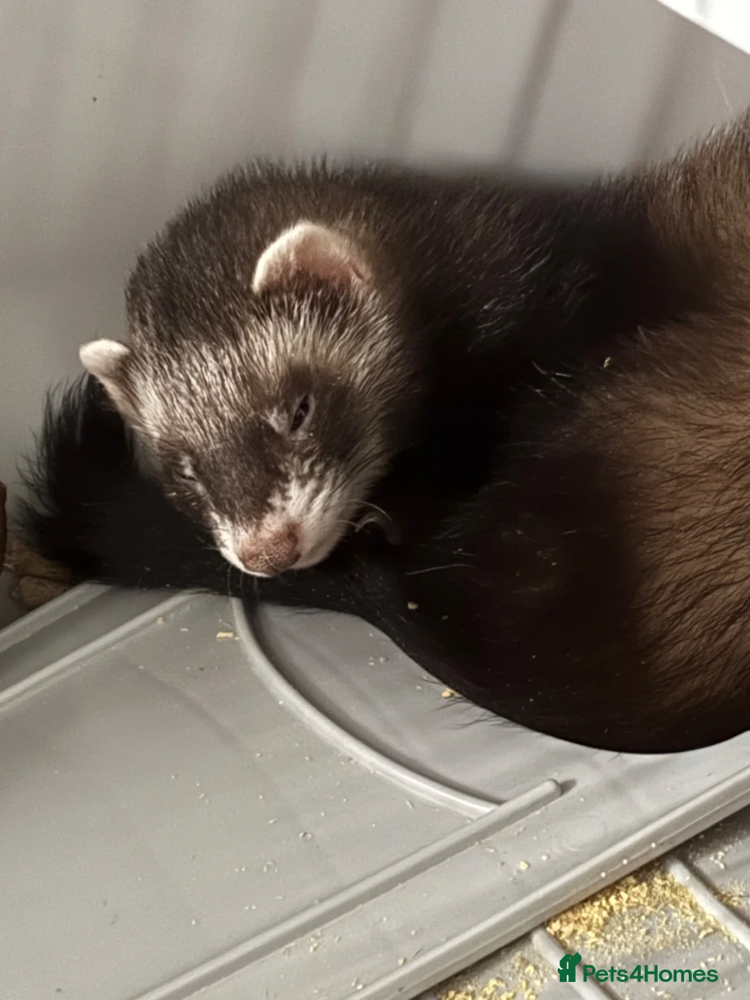 Ferret rodents for sale: Ferrets & cage - Advert 4