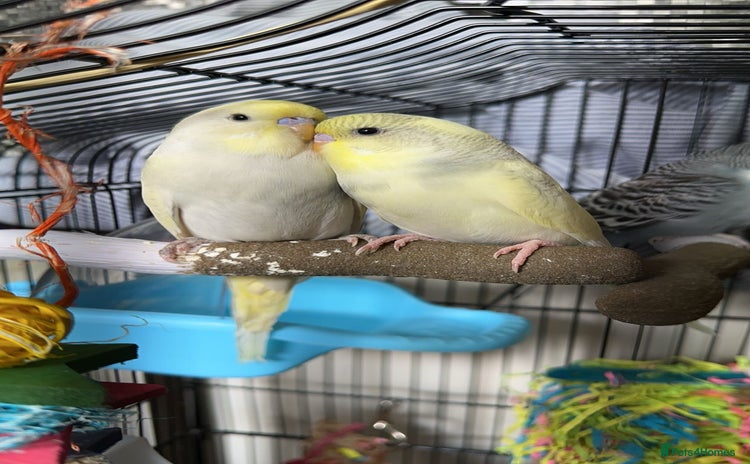 Budgerigars birds - Advert 2