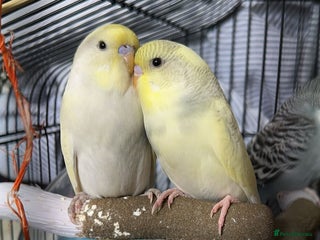 Budgerigars birds - Advert 10