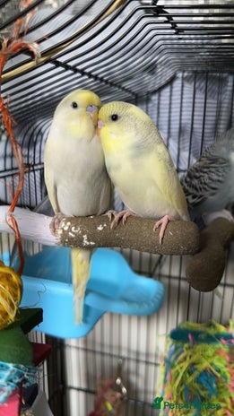 Budgerigars birds - Advert 2