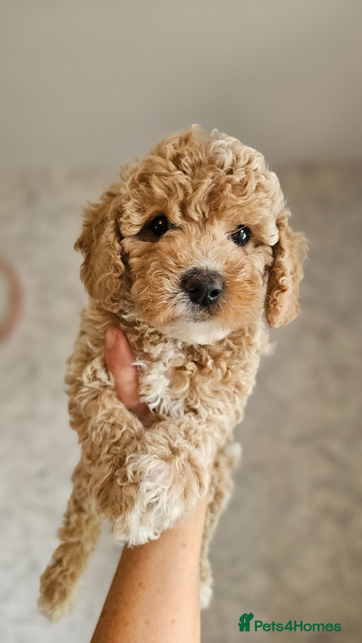 Mini Goldendoodle dogs Toy/Mini Goldendoodles - READY TO LEAVE ✨️🐾🥰 - Advert 1