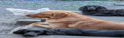 Labrador Retriever dogs for stud: PROVEN KC Fox Red Health Tested Labrador Stud Dog - Advert 3