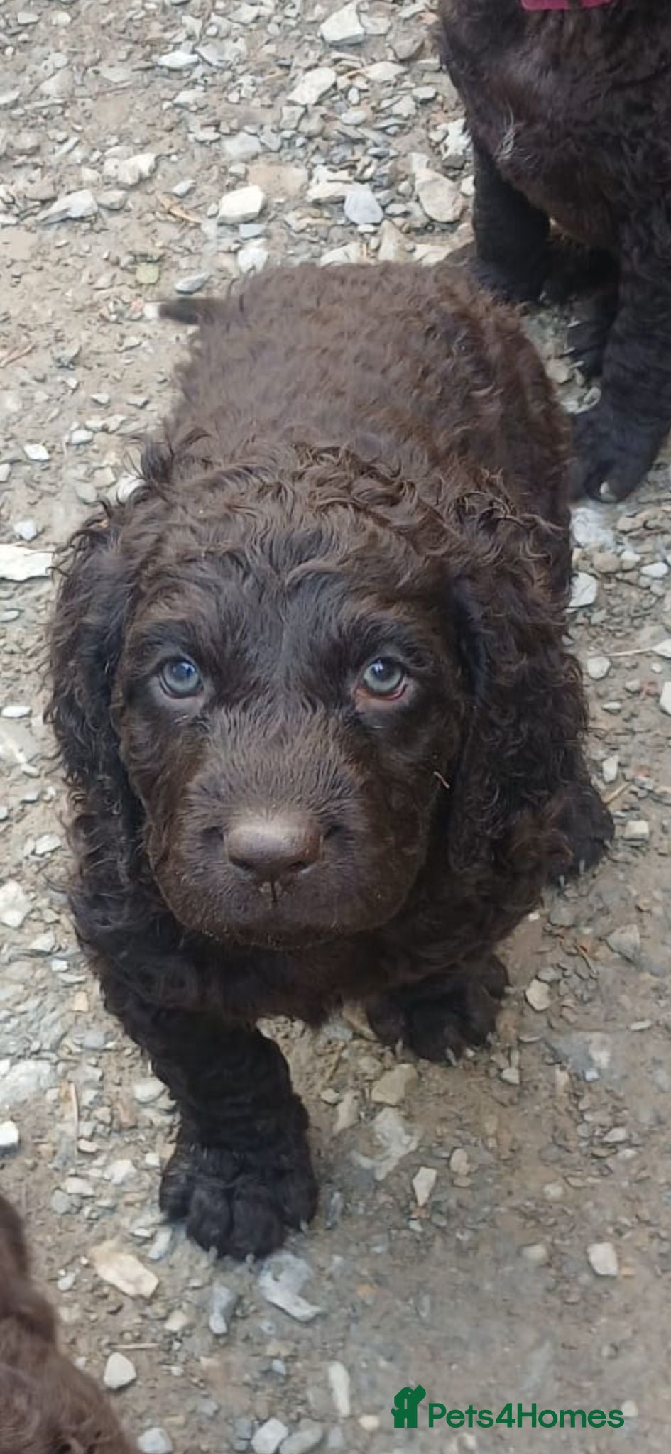 Irish Water Spaniel dogs Irish water spaniel  - Advert 10