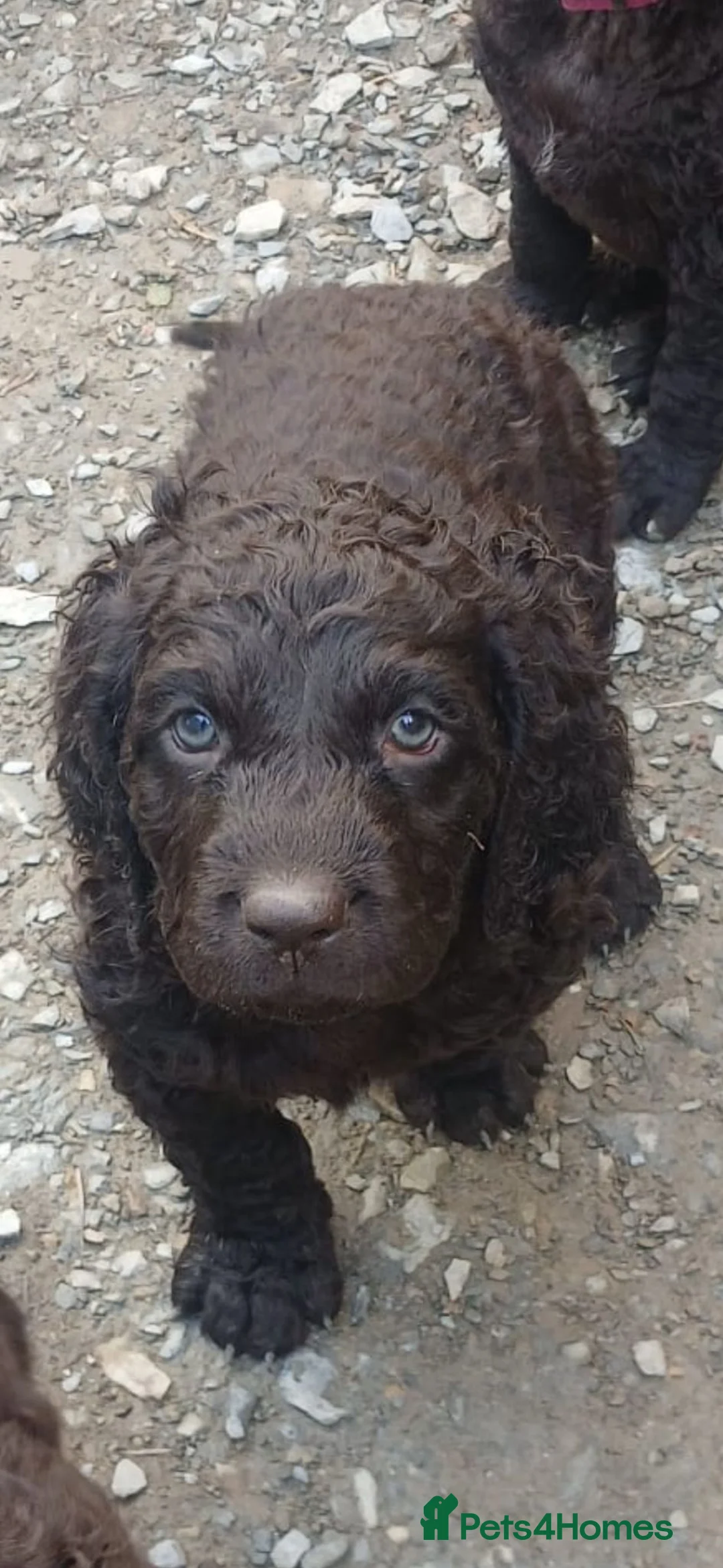 Irish Water Spaniel dogs for sale: Irish water spaniel  in Londonderry - Advert 1