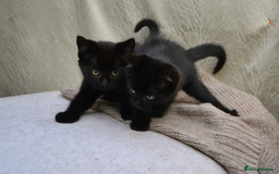 Mixed Breed cats for sale: Beatiful Maine-Coone/Bombay Kittens - Image 2