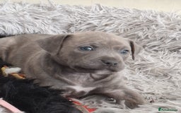 Staffordshire Bull Terrier dogs for sale: 🐾 Beautiful Staffordshire Puppies for Sale 🐾 - Image 5