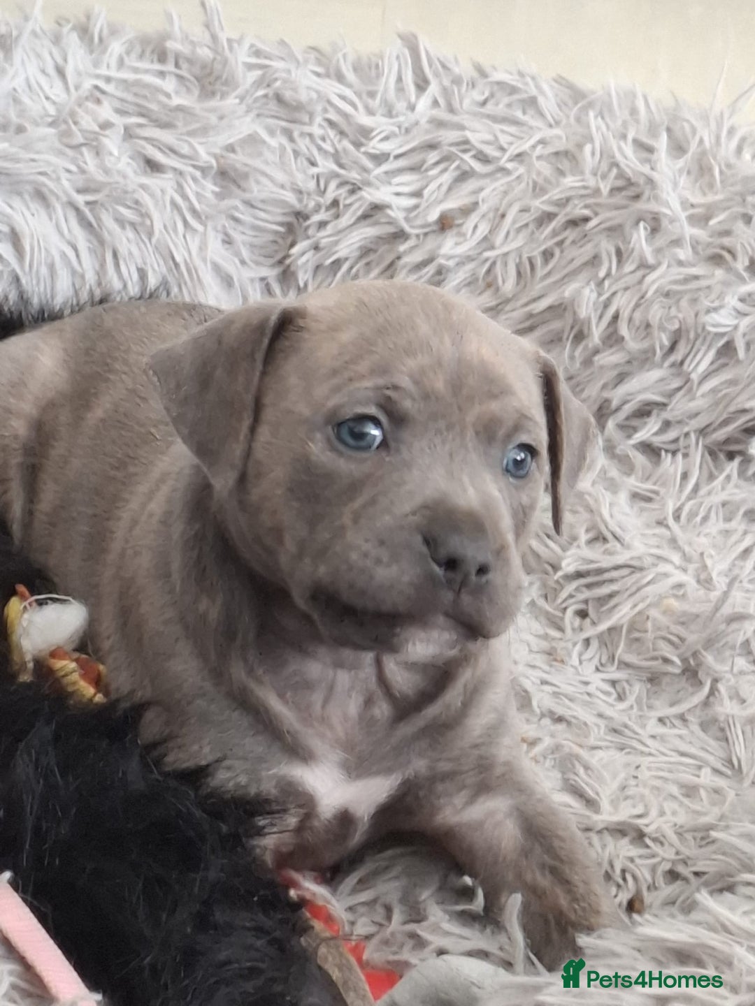 Staffordshire Bull Terrier dogs for sale: 🐾 Beautiful Staffordshire Puppies for Sale 🐾 - Image 5