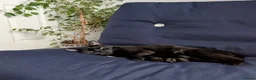 Domestic Shorthair cats for adoption: Cleo, stunning 2 year old girl  - Advert 4