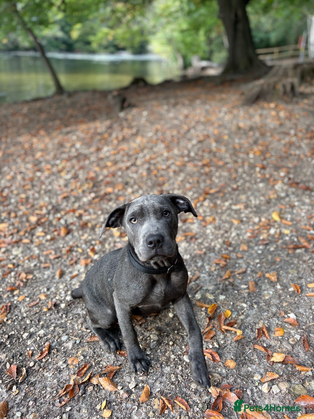Staffordshire Bull Terrier dogs for sale:  ‼️Blue Staffordshire Bull Terrier boy ‼️  - Image 8