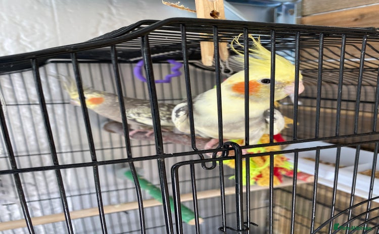 Cockatiels birds - Advert 7