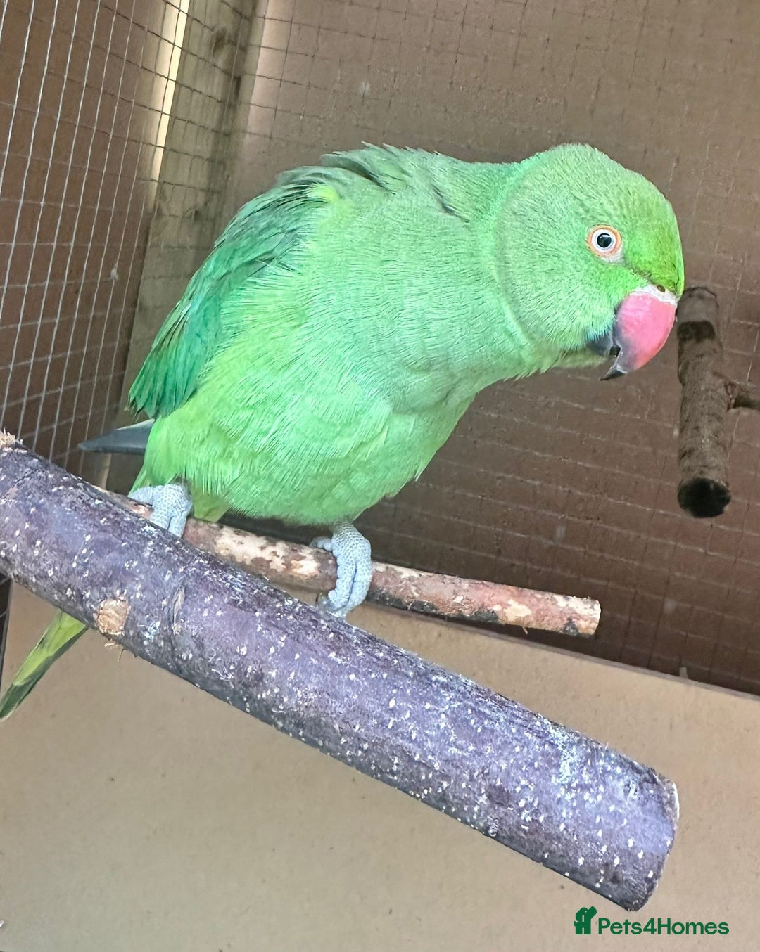 Parrots birds for sale: Xxx BIRDS/PARAKEETS/PARROTS xxX - Advert 12