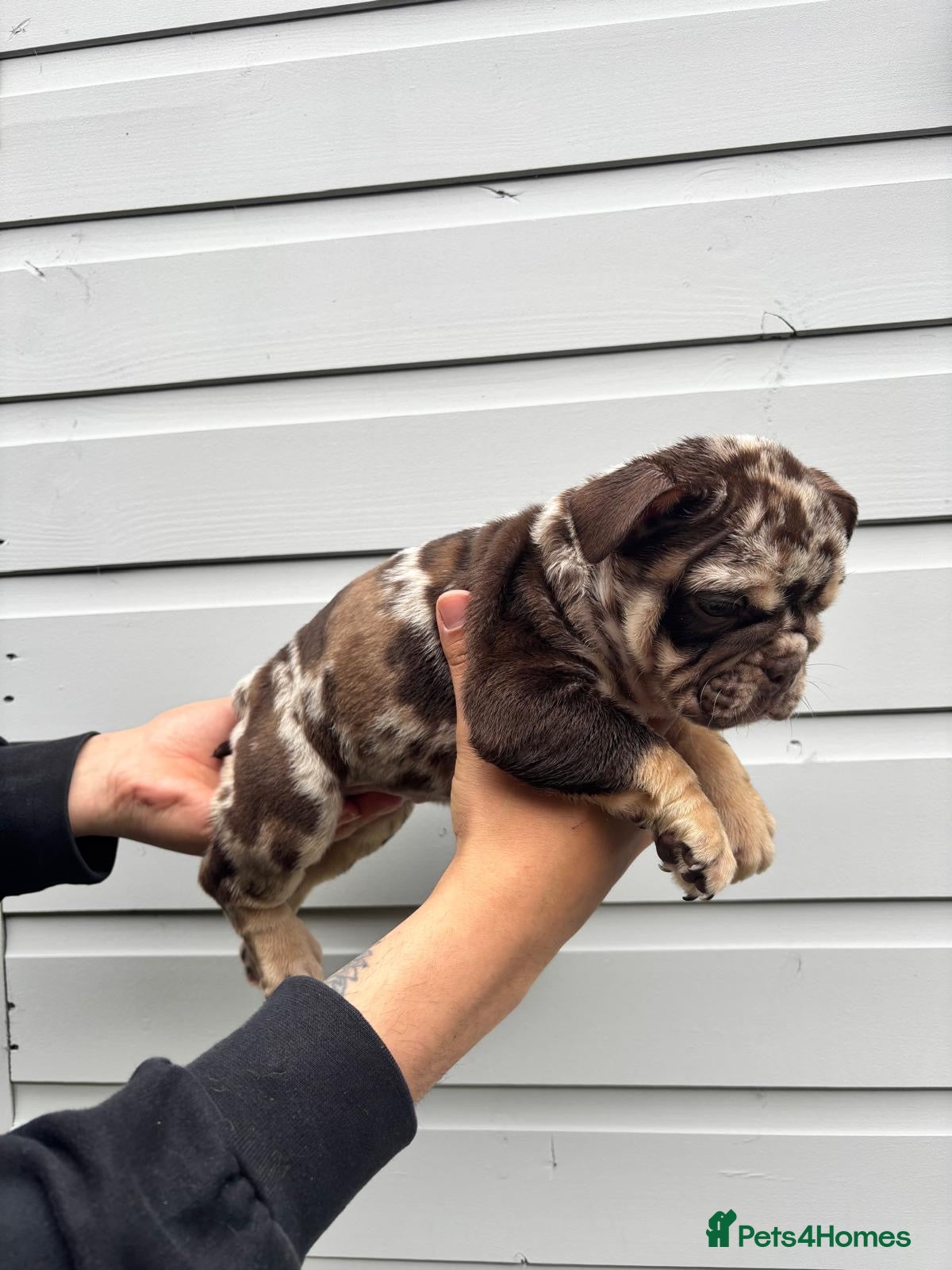 English Bulldog dogs for sale:  English Bulldogs DWKC 🧬🏆 Final reduction! - Advert 23
