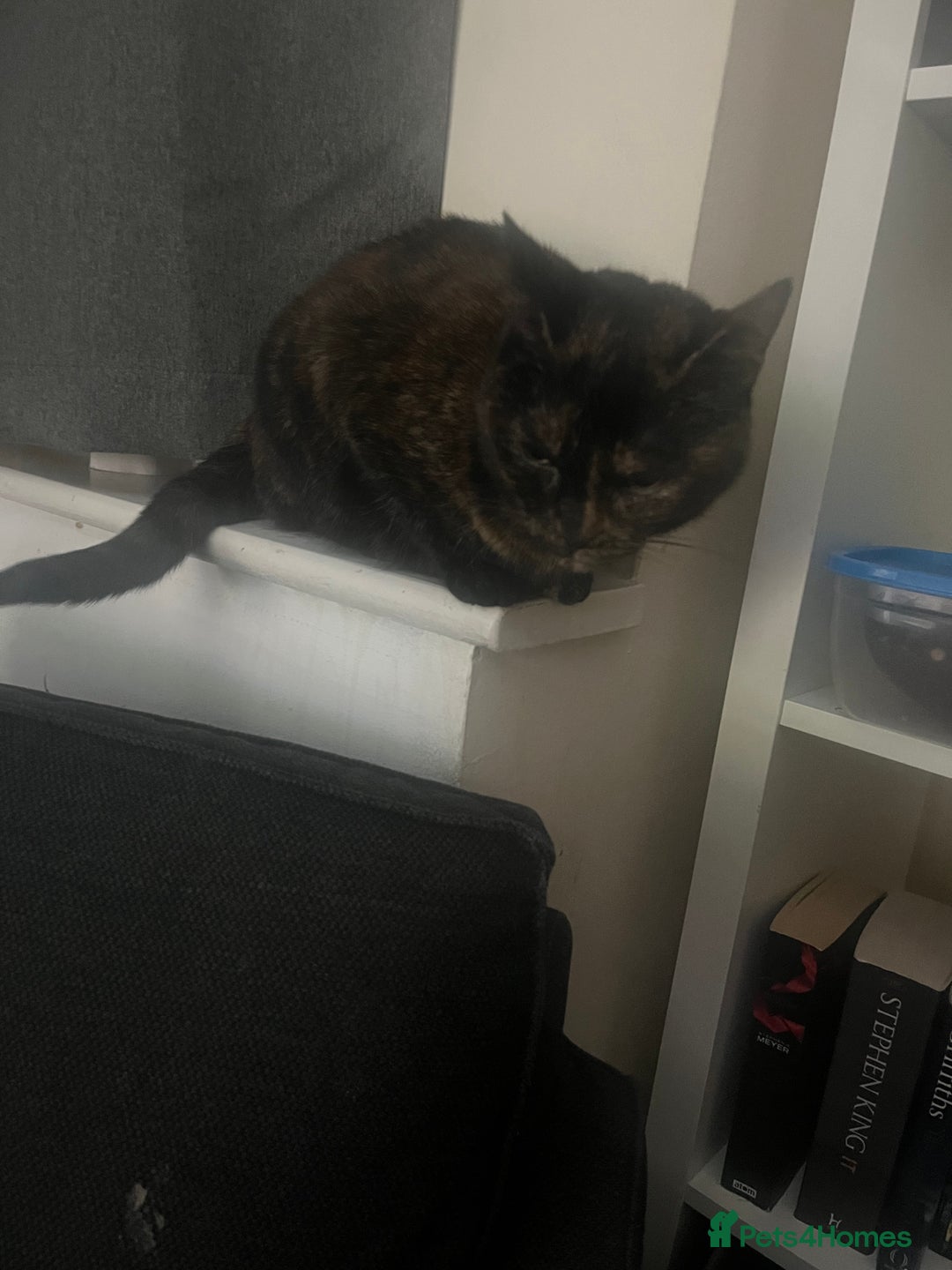 Domestic Shorthair cats for sale: Smokey and Ash.  - Image 4